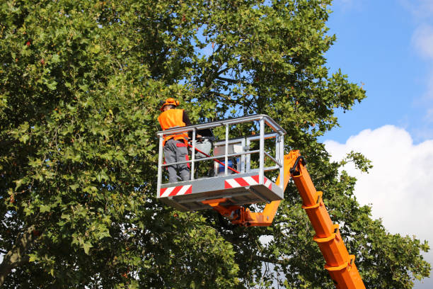 How Our Tree Care Process Works  in  Bon Secour, AL